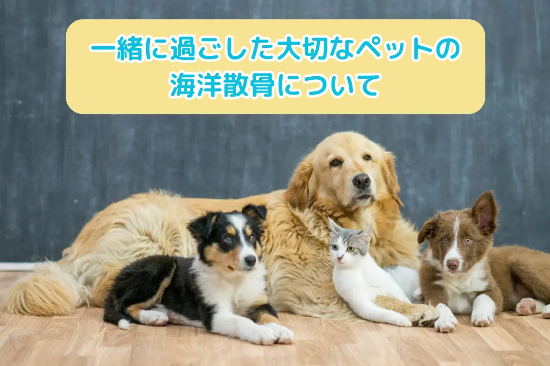 一緒に過ごした大切なペットの海洋散骨について